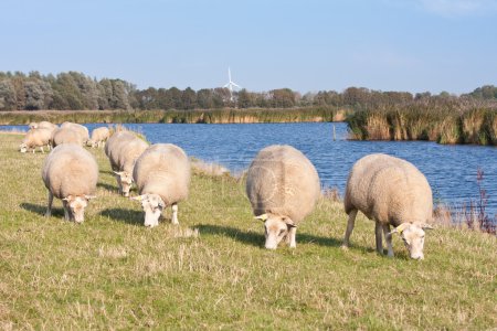 Pâturage moutons le long de l'eau 