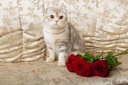 Chat assis sur un beau canapé vintage 