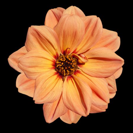 Fleur de dahlia orange isolée sur fond noir 