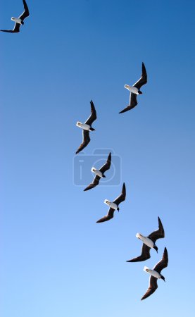 Mouettes et mouettes