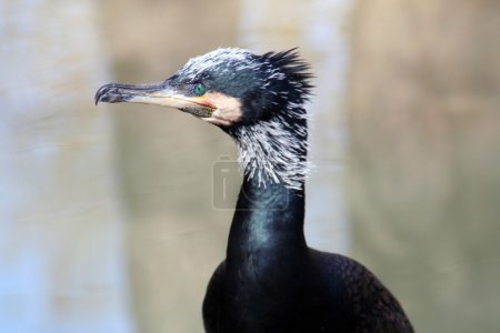 Cormoran 
