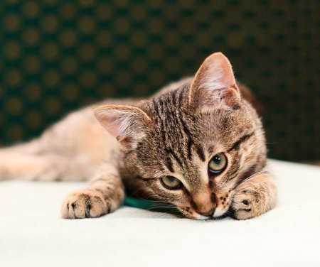 Chat regardant dans la caméra