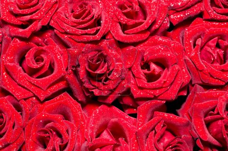 Rose rouge fond 
