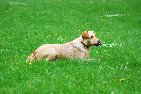 Chien menteur 