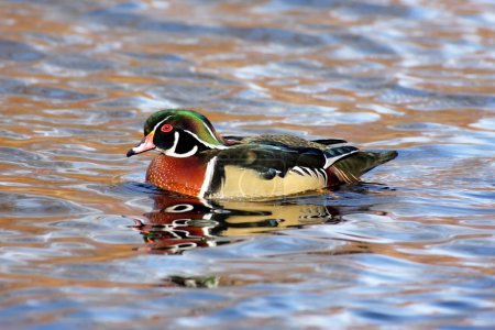 Canard branchu (Aix sponsa))