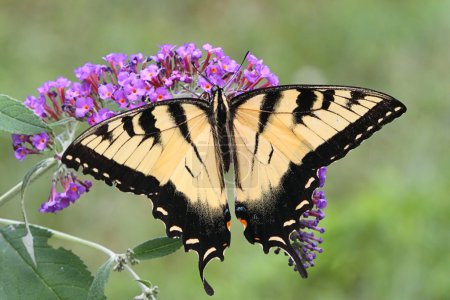 Hirondelle tigrée mâle (papilio glaucas )
